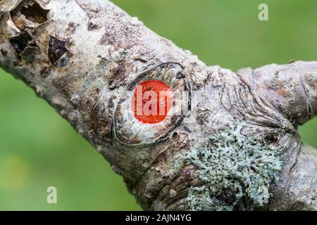 Eine helle rote Ei sac eines Guardstone Spinne (Phrurotimpus sp.) auf der Rinde eines Baumes. Stockfoto