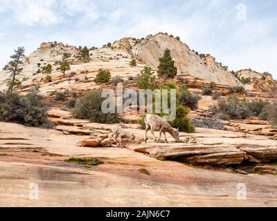 Bighorn Schaf, Ovis canadensis canadensis, im Zion National Park, Utah, USA Stockfoto