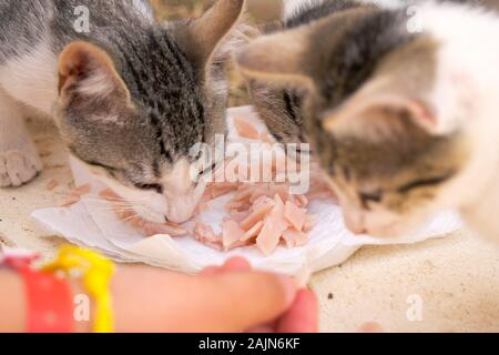 Kätzchen gerettet. Verlassene streunende Katzen füttern, die zurückgelassen wurden. Straßentiere, die medizinische Versorgung und Nahrung benötigen. Verlassenen Tieren helfen. Stockfoto