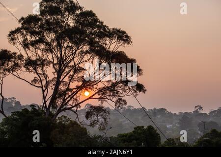 Rot Sonnenschein durch Eukalyptus Baum Silhouette - Rauch Dunst Atmosphäre Wirkung vom Buschfeuer in Victoria, Australien, die sich Stockfoto