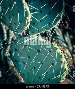 Nahaufnahme der Stacheln auf den Pads von Feigenkakteen mit Hintergrundbeleuchtung, Arizona, USA Stockfoto