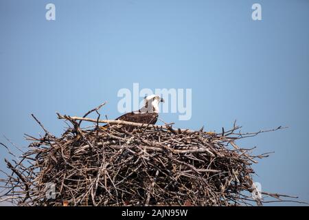 Weibliche Fischadler, Pandion haliaetus Sitzstangen auf einem Nest in Marco Island, Florida Stockfoto