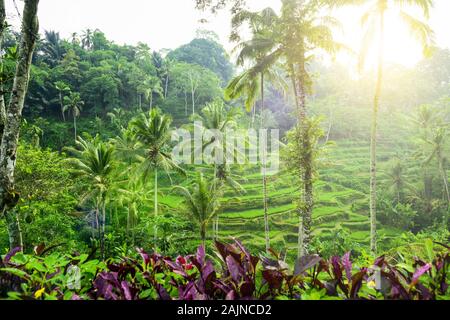 (Selektive Fokus) einen atemberaubenden Blick auf die tegalalang Reis terrasse Felder beim Sonnenaufgang. Stockfoto