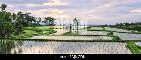(Selektive Fokus) einen atemberaubenden Blick auf die jatiluwih Reis terrasse Felder mit einem farmer's Hütte. Jatiluwih Reis Felder sind eine Reihe von Reisfeldern gelegen an der i Stockfoto