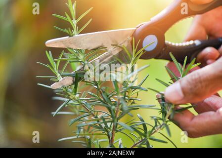 Geschnitten Rosmarin Pflanzen im Garten für Extrakte ätherische Öl/Beschneidung frischem Rosmarin Kräuter Natur grüner Hintergrund, selektiver Fokus Stockfoto