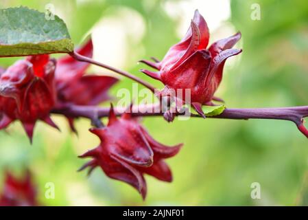 Roselle Früchte am Baum im Garten mit grün Blatt hintergrund/Rot roselle für Gesundheit Getränk natürlichen Kräutern, Hibiscus sabdariffa Stockfoto