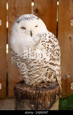 Vogel in Cotswold Falconry Centre Stockfoto