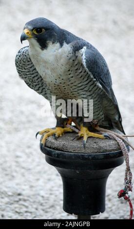 Vogel in Cotswold Falconry Centre Stockfoto