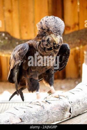 Vogel in Cotswold Falconry Centre Stockfoto