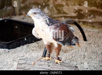 Vogel in Cotswold Falconry Centre Stockfoto