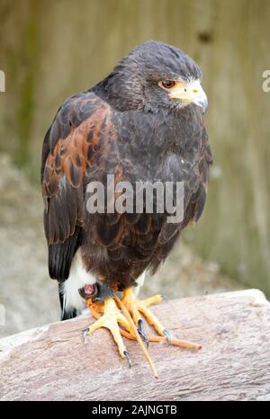 Vogel in Cotswold Falconry Centre Stockfoto