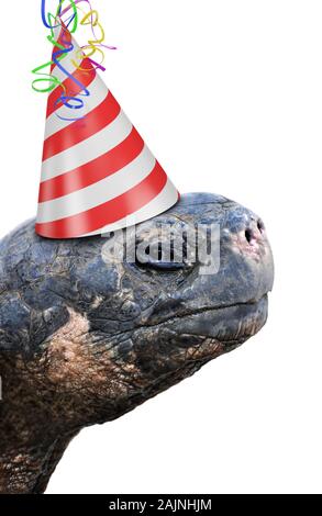 Alte Schildkröte Partylöwe tragen eine rot-weiß gestreifte Geburtstag hat Stockfoto