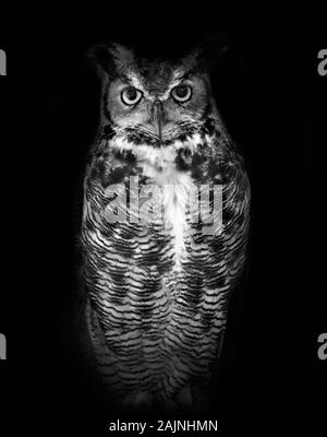 Great horned Owl, bekannt durch seinen wissenschaftlichen Namen Bubo virginianus, auf dunklem Hintergrund in Schwarz und Weiß isoliert Stockfoto