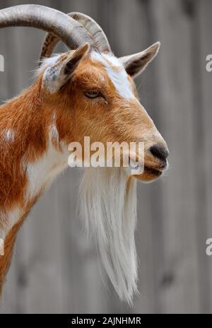 Seite Porträt einer männlichen Billy Goat Gesicht mit einem langen Bart Stockfoto