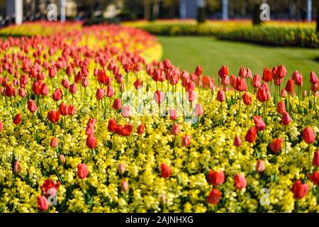 Rote Tulpen in der Nähe von Buckingham Palace in London. Stockfoto