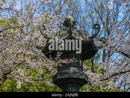 Traditionelle Stein Laterne mit Kirschblüten in Tokio, Japan. Cherry Blossom Festivals sind eine der schillerndsten Ereignisse des Jahres in Japan. Stockfoto