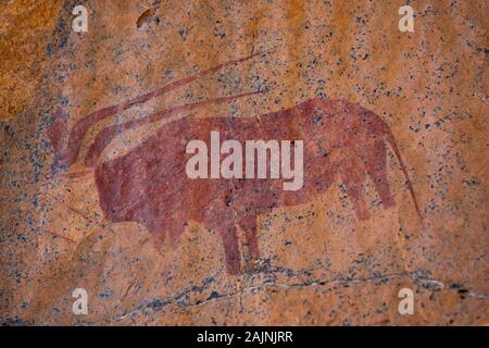 Alte Rot San Rock Art der Darstellung ein Eland Antilope auf Orange Stein, historische Zeichnungen von Buschmännern gemacht Stockfoto