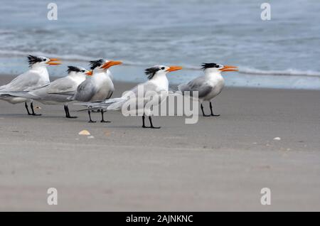 Royal Seeschwalben mit Winter Gefieder am Strand Stockfoto