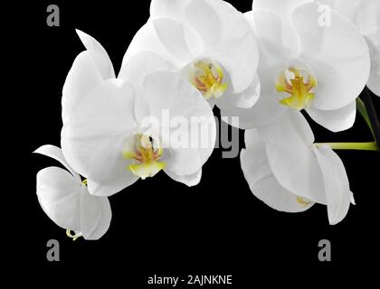 Weiß Phalaenopsis Orchidee Blumen auf schwarzem Hintergrund Stockfoto