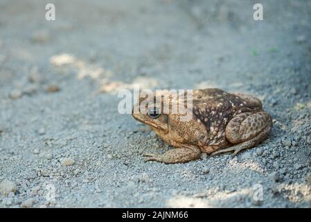 Big Fat braun Frosch auf trockenem Boden Hintergrund Stockfoto