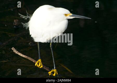 Snowy Egret (Egretta thula) im Nationalpark Everglades in Florida, USA Stockfoto