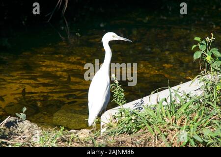 Snowy Egret (Egretta thula) im Nationalpark Everglades in Florida, USA Stockfoto