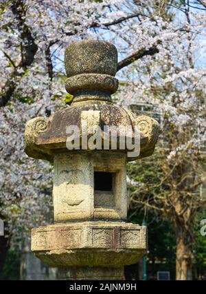 Traditionelle Stein Laterne mit Kirschblüten in Tokio, Japan. Cherry Blossom Festivals sind eine der schillerndsten Ereignisse des Jahres in Japan. Stockfoto
