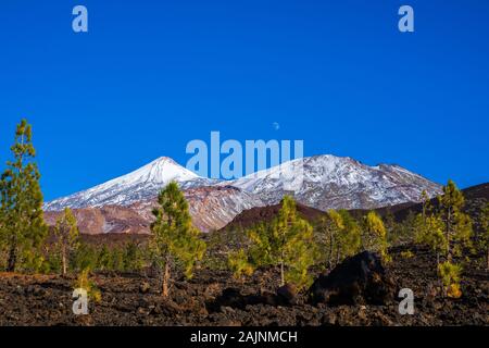 Spanien, Teneriffa, aufgehenden Mond hinter grünen Tannen des chinyero Wald Natur Landschaft und schwarze Lava und weißen, schneebedeckten Vulkan Teide Gipfel in Stockfoto