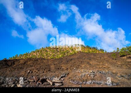 Spanien, Teneriffa, grüne Nadelbäume in Berg chinyero Wald Natur Landschaft auf schwarze Lava Feld mit blauem Himmel Stockfoto