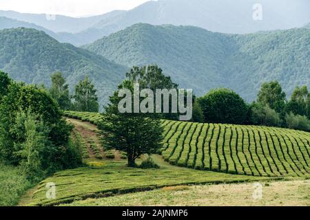 , Grüner Tee mit Blick auf die Berge. Schöne Zeilen von grünem Tee. Stockfoto