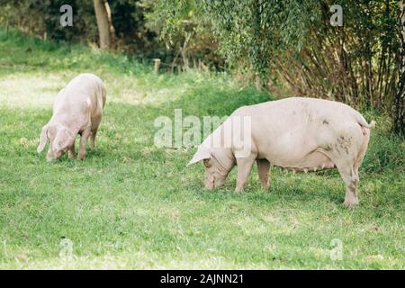 Schweine essen auf einer Wiese in einem organischen Fleisch Farm Stockfoto