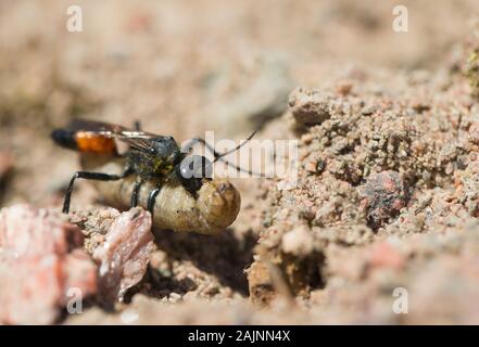 Haarige digger Wasp Schachtelung (Podalonia hirsuta) Stockfoto