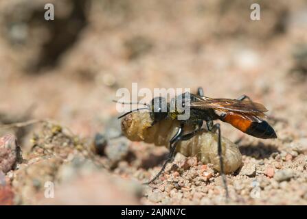 Haarige digger Wasp Schachtelung (Podalonia hirsuta) Stockfoto