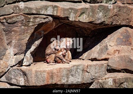 Hamadryads Paviane sitzen in den Bergen. Stockfoto