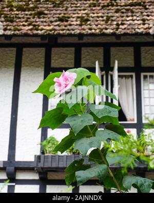 Hibiscus mutabilis Blume im Garten der alten Villa auf Cameron Highlands, Malaysia. Stockfoto