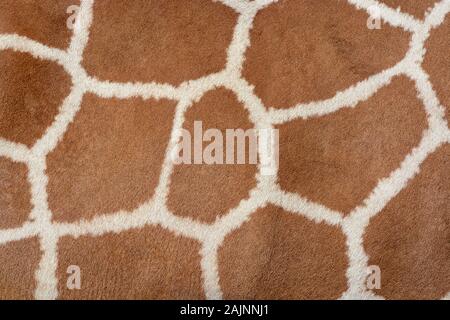 Tierischer haut Hintergrund der gemusterten Fell Textur auf eine Afrikanische Giraffe Stockfoto