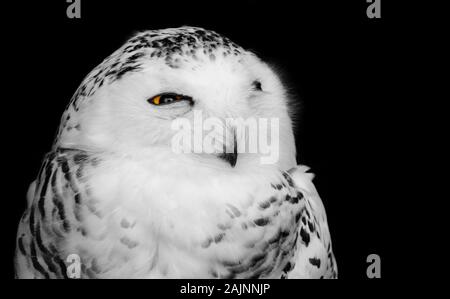 Schwarze und weiße Raubvogel Porträt einer snowy owl mit einem gelben Auge offen gegen einen dunklen Hintergrund isoliert Stockfoto