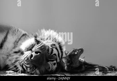 Schwarz und Weiß eines mächtigen Tiger und kleine Katze Freund genießen ein catnap zusammen Stockfoto