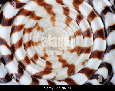 Natürliche Hintergrund Textur eines abstrakten seashell Spirale design Stockfoto