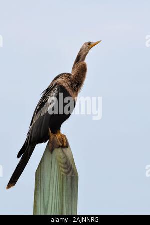 Anhinga, auch als snakebird oder Darter, auf einem Pfosten thront bekannt Stockfoto