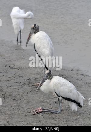 Zwei Holzstörche am Rande eines Flusses am Huntington Beach, South Carolina Stockfoto