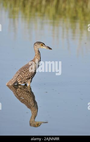 Gelb-krönender Nachtreiher für die Jugendjagd in den Gewässern von Huntington Beach, South Carolina Stockfoto