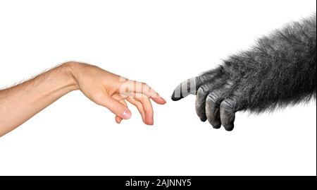 Das Konzept der Evolution und der Entstehung basiert auf Michelangelos Malerei, Der Schöpfung von Adam Stockfoto