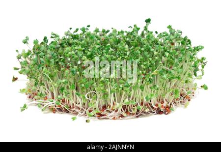 Junge Brokkoli sprossen, eine phytochemisch reiche krebskämpferische Nahrung Stockfoto