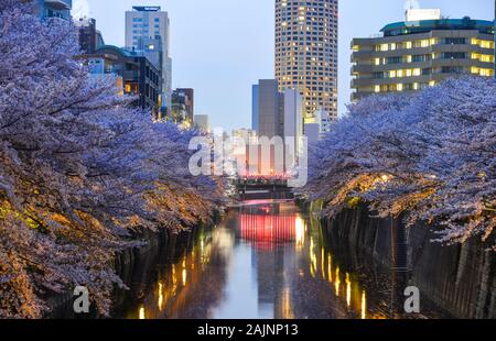 Tokio, Japan - Apr 7, 2019. Nachtaufnahme der Kirschblüte auf Meguro Fluss in Tokio, Japan. Cherry Blossom ist ein kulturelles Symbol Japans, einer der Ev Stockfoto