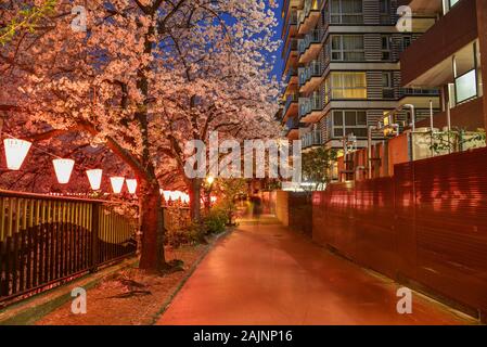 Tokio, Japan - Apr 7, 2019. Nachtaufnahme der Kirschblüte auf Meguro Fluss in Tokio, Japan. Cherry Blossom ist ein kulturelles Symbol Japans, einer der Ev Stockfoto