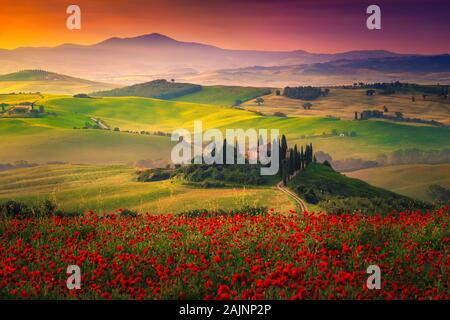 Erstaunlich Toskana Landschaft mit roter Mohn in den Kornfeldern. Blühende Wiesen und nebligen Täler bei Sonnenaufgang in der Toskana, in der Nähe von Pienza, Italien, Euro Stockfoto