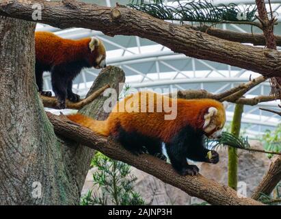 Red weasel spielen auf einem Baum an einem sonnigen Tag im Zoo. Stockfoto