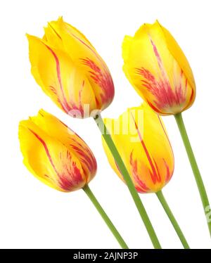 Gelbe Tulpen mit roten Streifen in einem Haufen von vier Stockfoto
