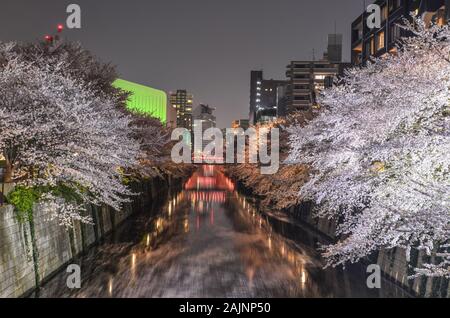 Tokio, Japan - Apr 7, 2019. Nachtaufnahme der Kirschblüte auf Meguro Fluss in Tokio, Japan. Cherry Blossom ist ein kulturelles Symbol Japans, einer der Ev Stockfoto